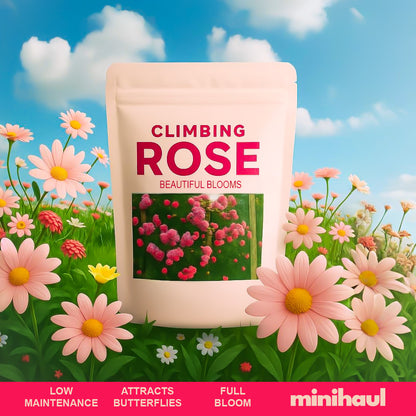 Elegant Climbing Rose Flower Seeds