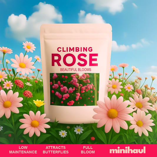 Elegant Climbing Rose Flower Seeds